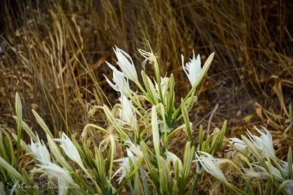 Κρινάκια της άμμου ανατολικά του Πλακιά..