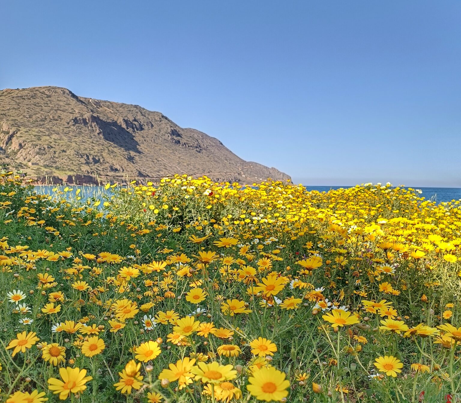 Μαργαρίτες