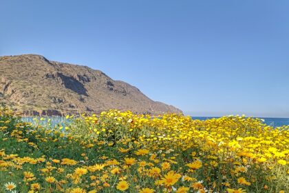 Μαργαρίτες